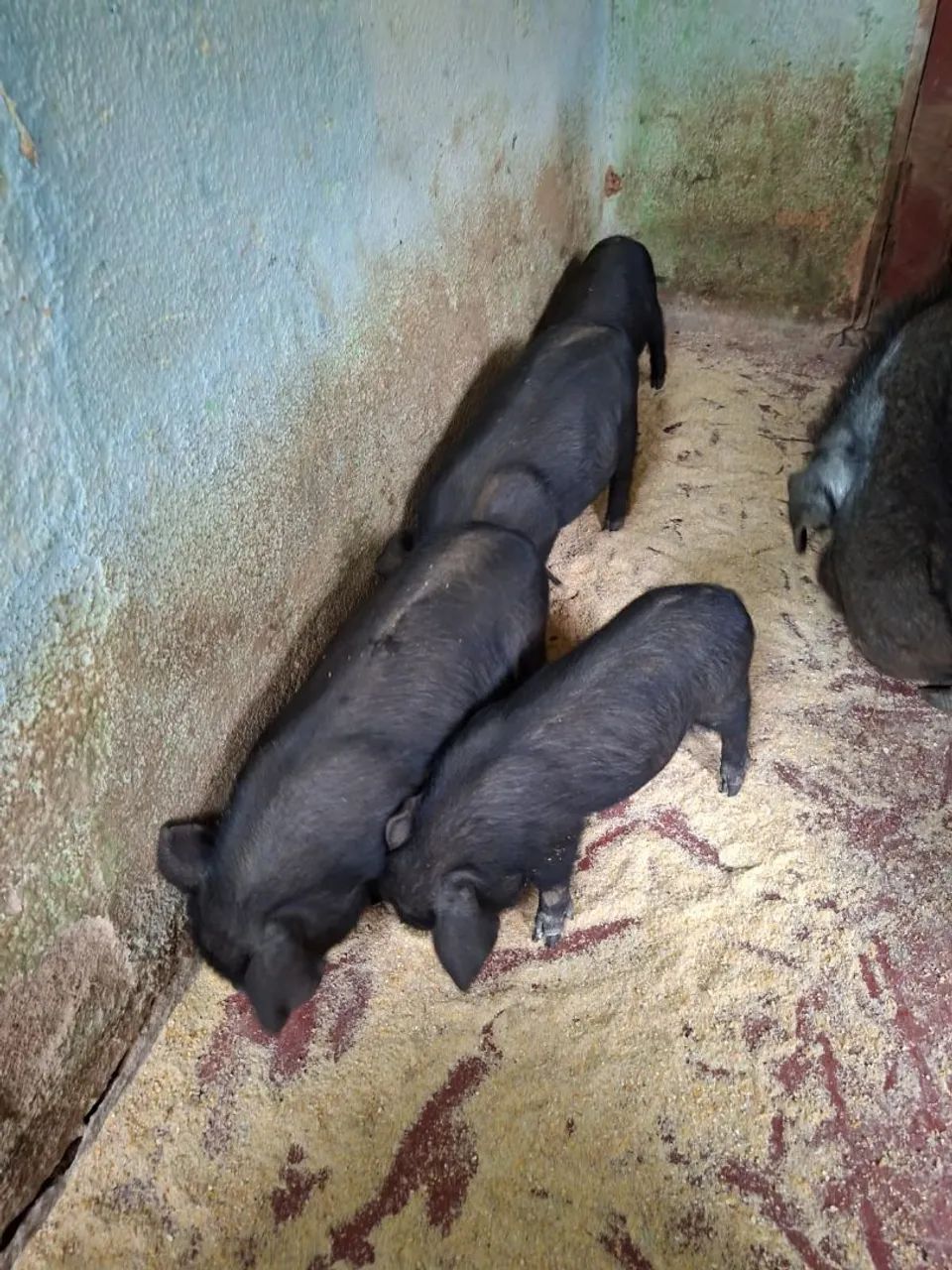 porco baé - Foto 4