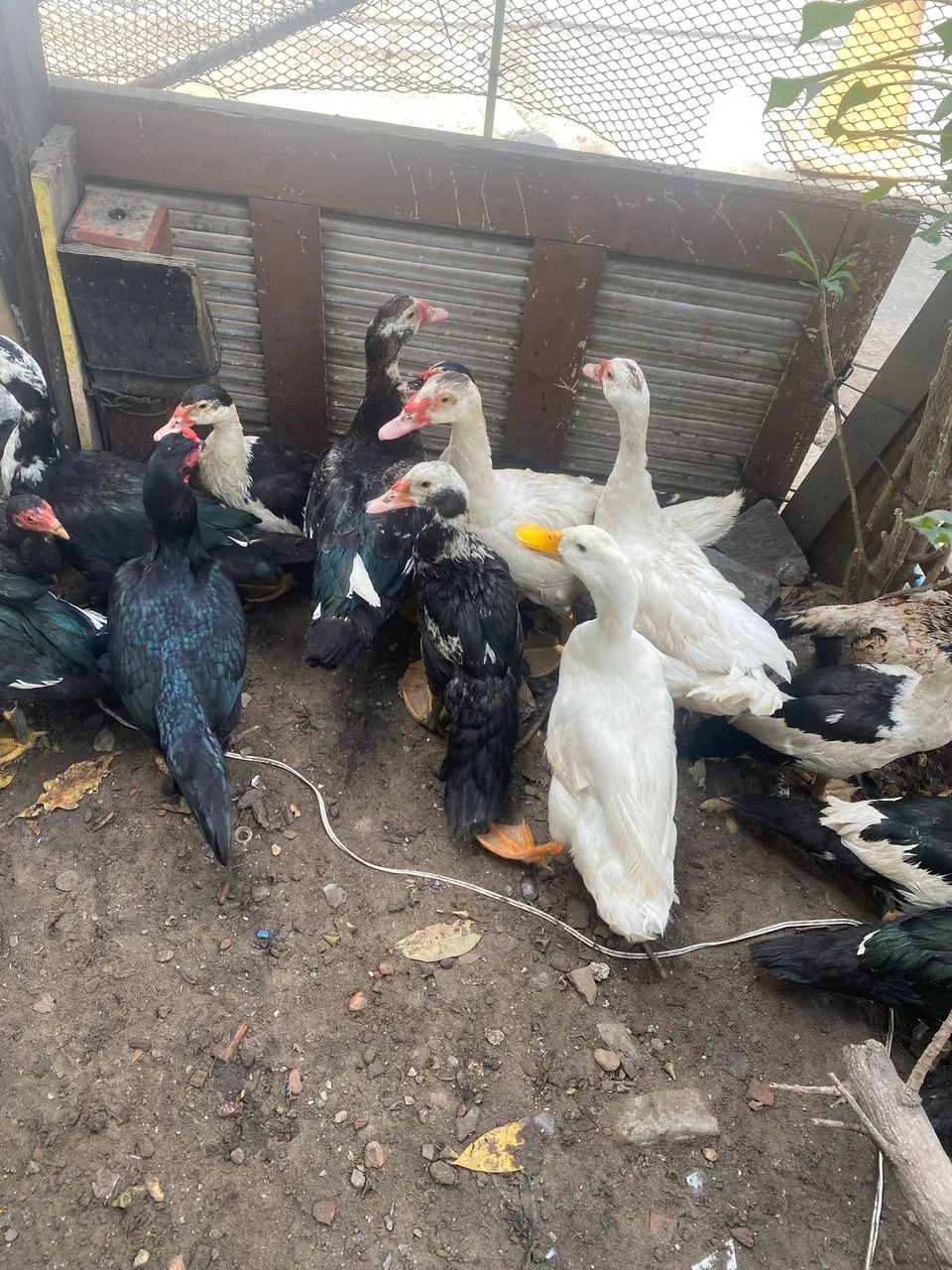 Patos e galinha - Foto 3