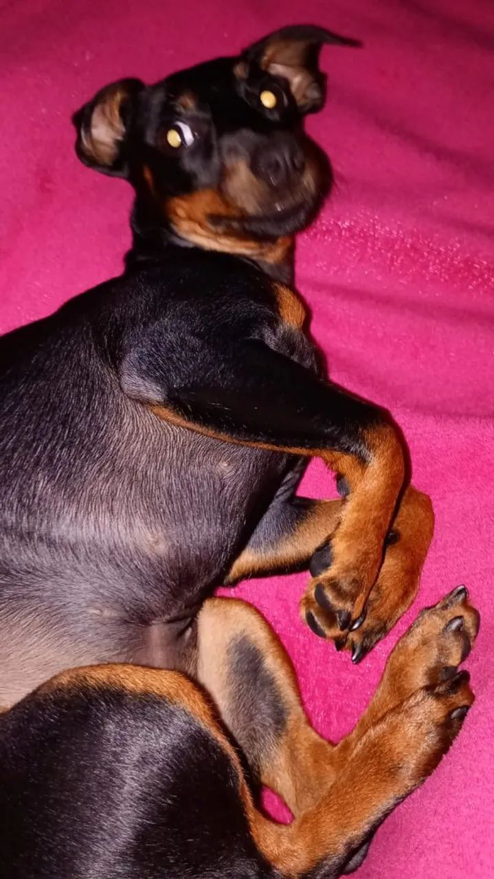Cachorrinha