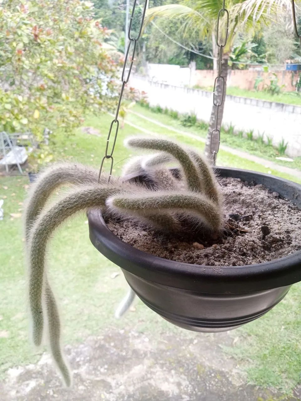 Mudas de Plantas  - Foto 2