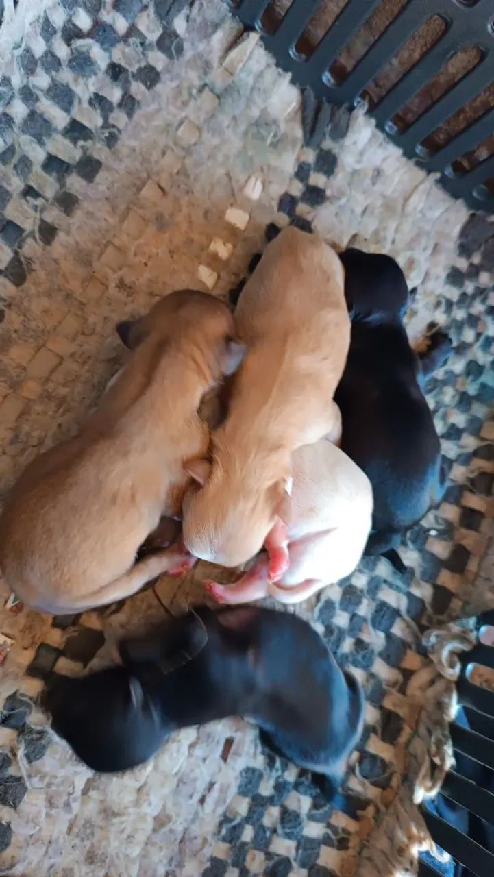 Shitzu com lhasa  - Foto 3