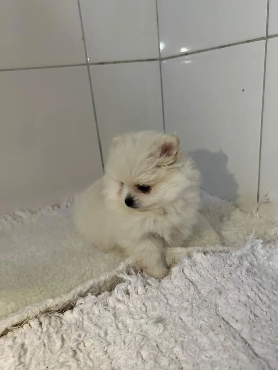 Spitz alemão anão  - Foto 2
