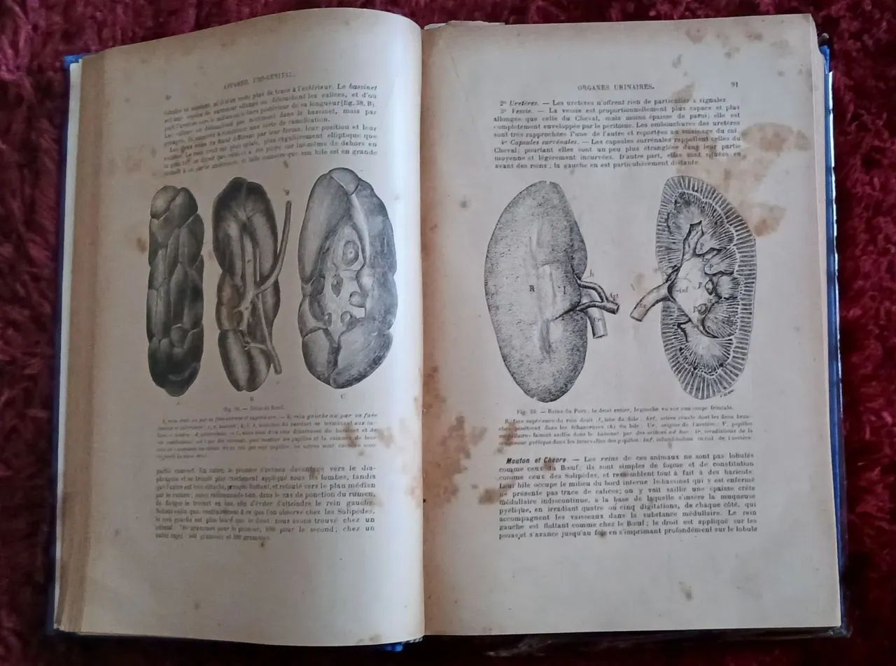 PRECIS D' ANATOMIE COMPAREE/ DES ANIMAUX  DOMESTIQUES - Foto 3