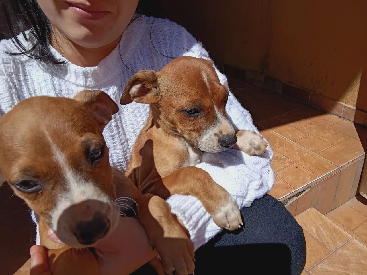 Cachorro  - Foto 2