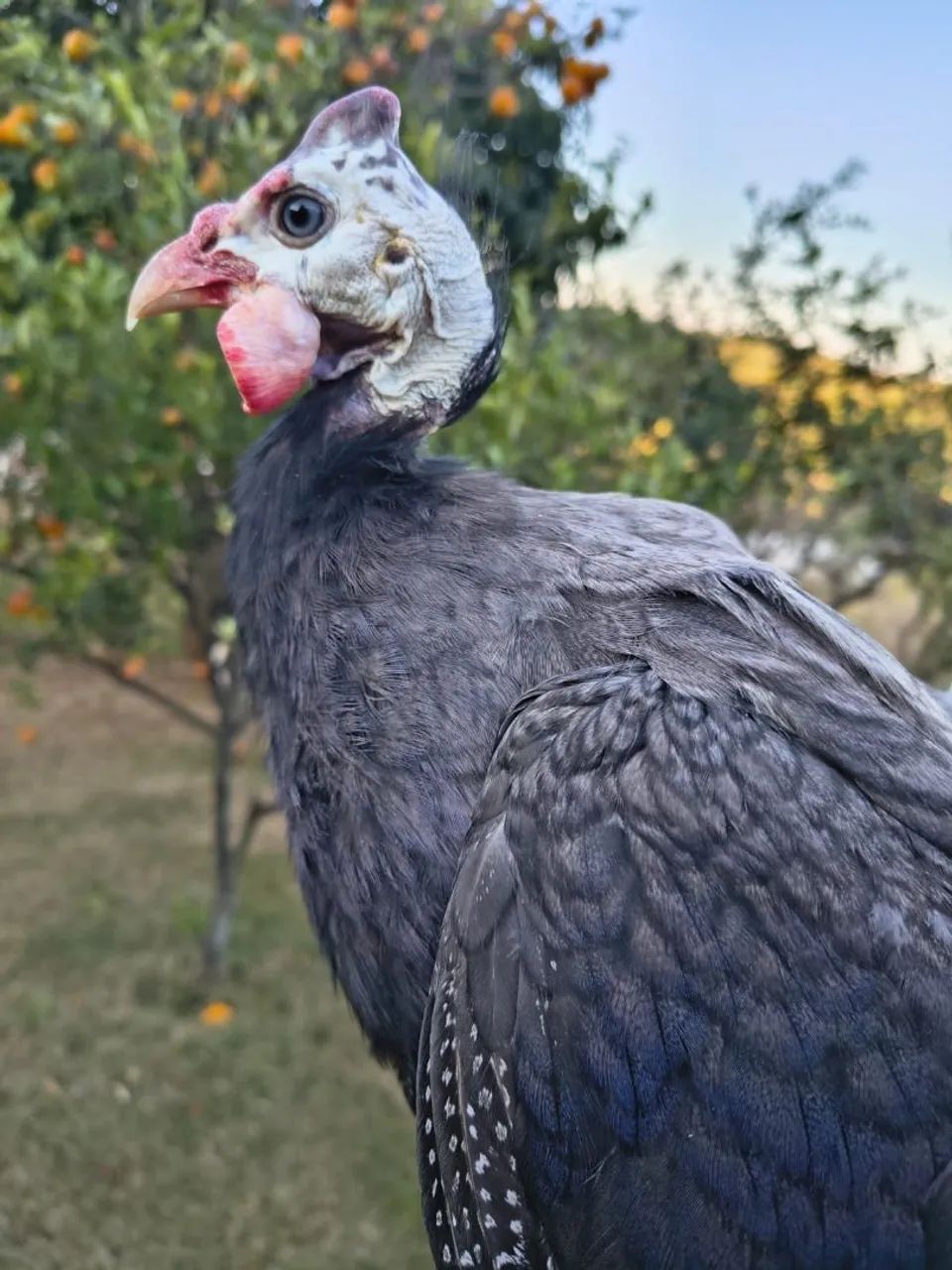 Galinha d' Angola 