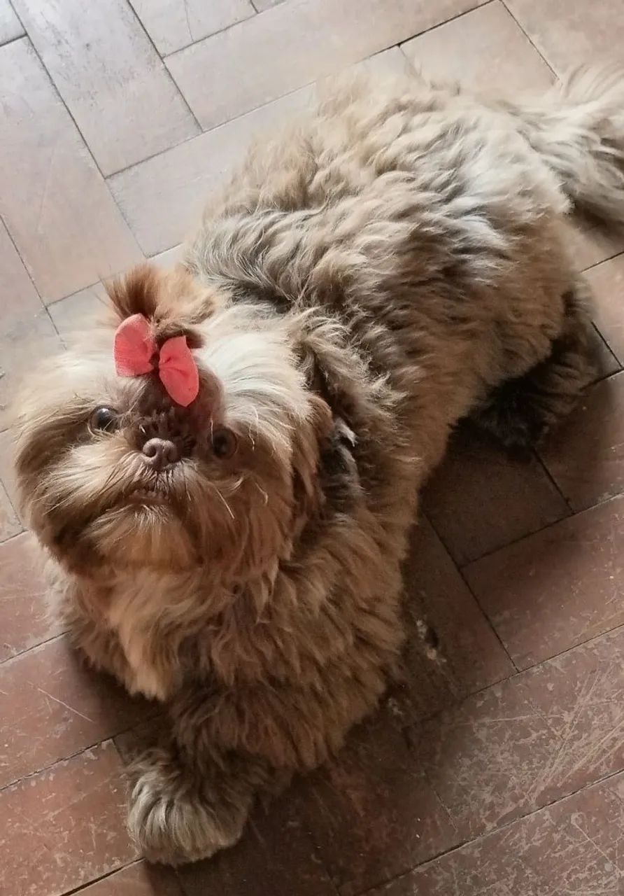 Shih Tzu - Foto 3