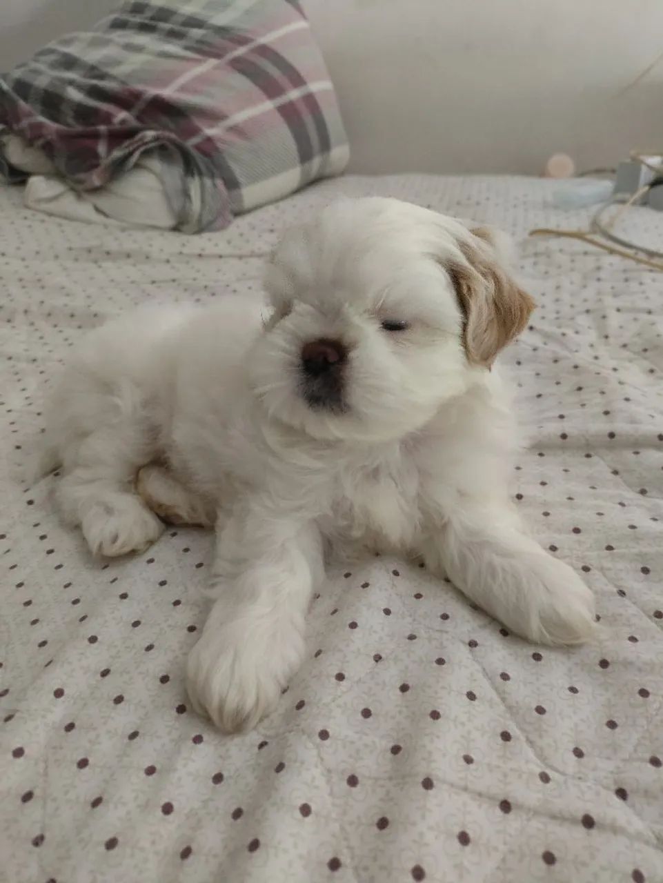 Filhote de cachorro shitzu - Foto 4
