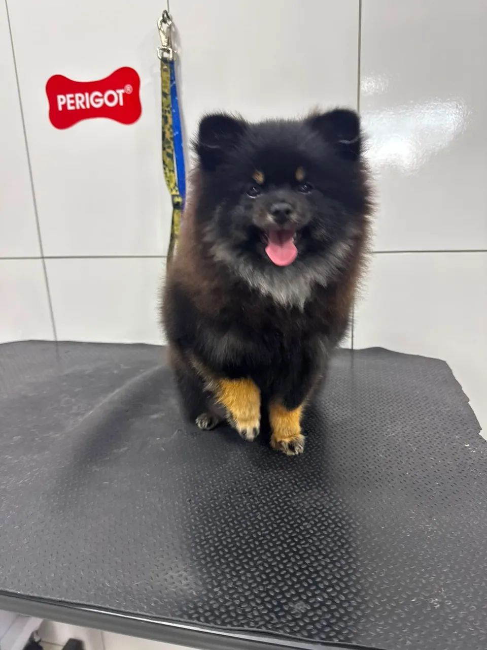 Spitz
