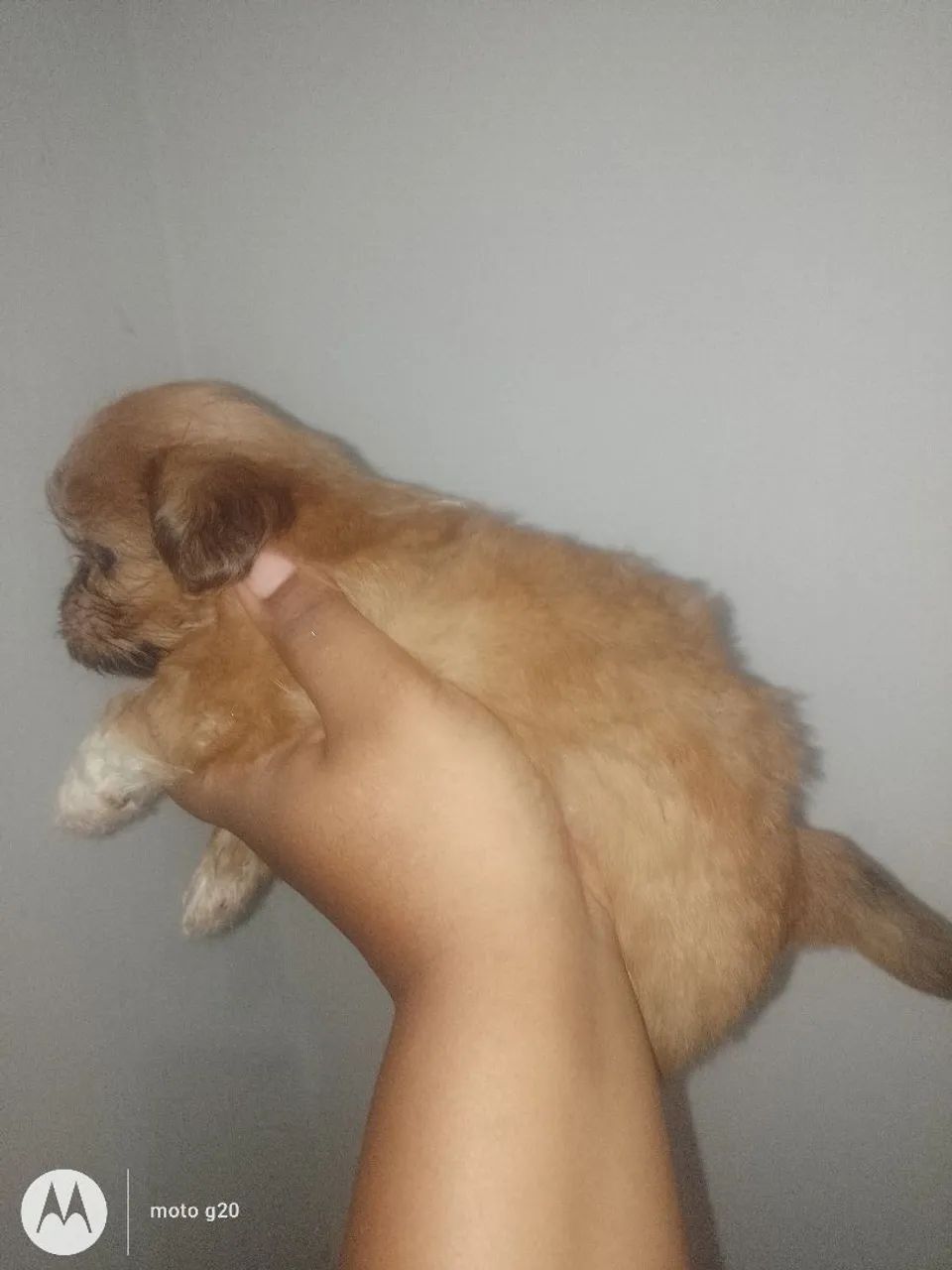 Ursinhos disponível  - Foto 3