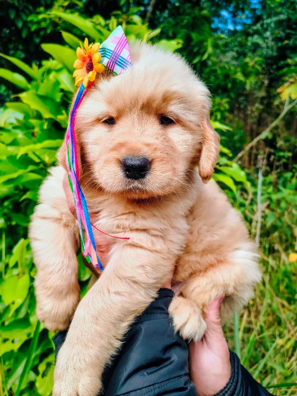 Golden Retriever Lindos Filhotes Top!!!  - Foto 5