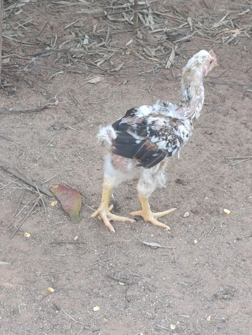 Pintinhos gsb  - Foto 2