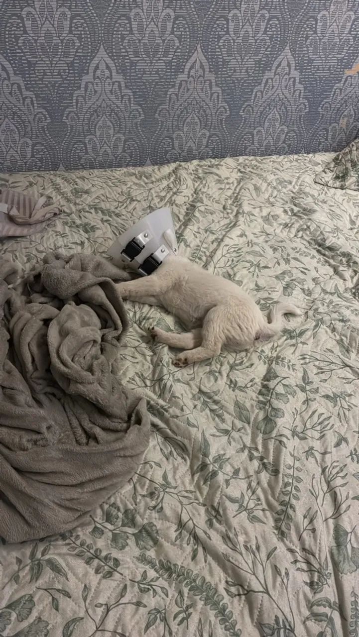 Doação filhote Lua - Foto 3