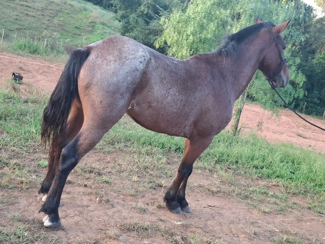 Cavalo castrado 7 anos porte medio - Foto 4