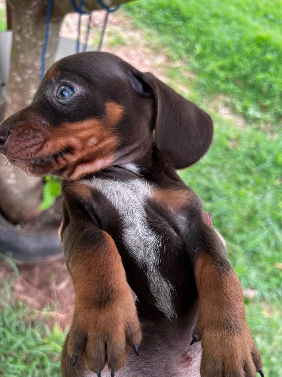 Filhote DACHSHUND macho  - Foto 3