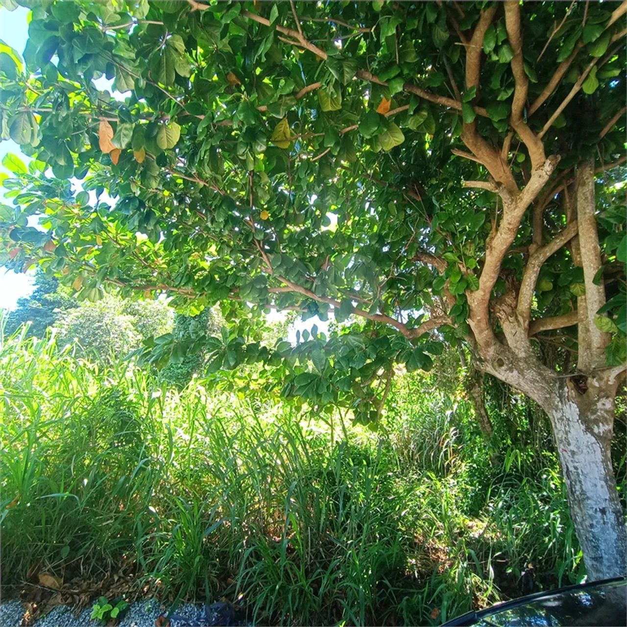 Terreno à venda em Caravelas - RJ