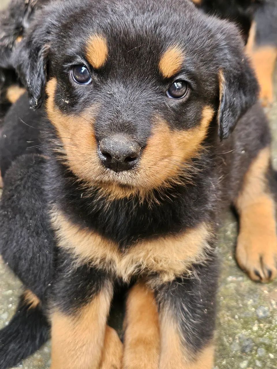 Filhotes de Rottweiler - Foto 4