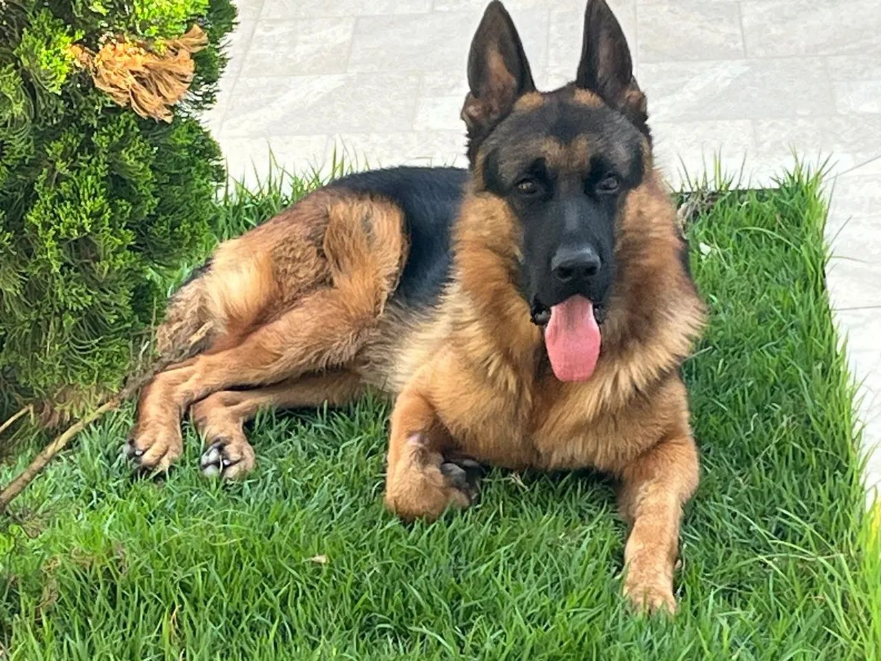 Vende se cães  - Foto 2