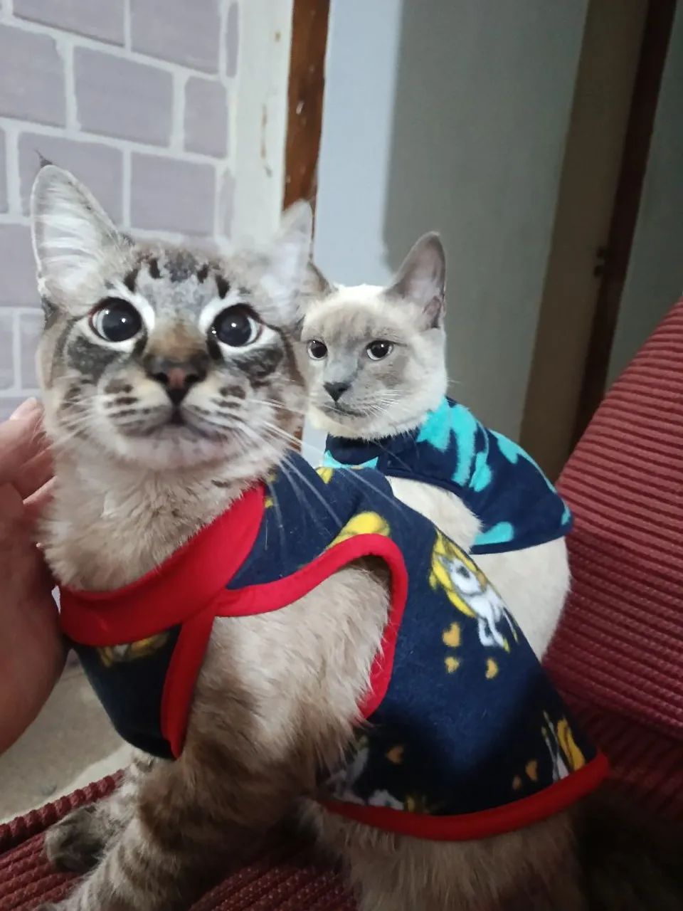 Estou doando 2 gatinhos muito amáveis  - Foto 2