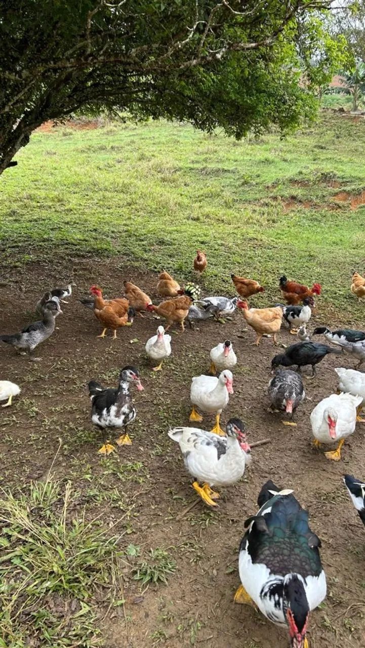 Pato - Foto 2