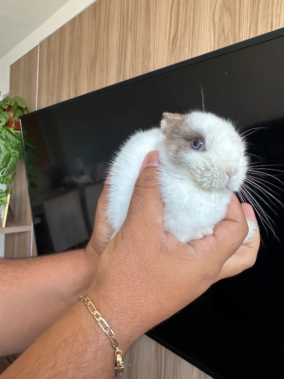Mini Coelhos 