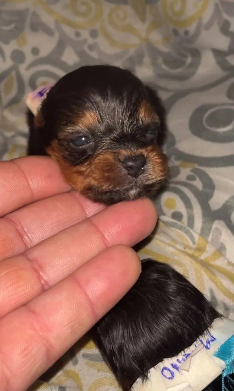 Yorkshire Terrier Mini - Foto 3