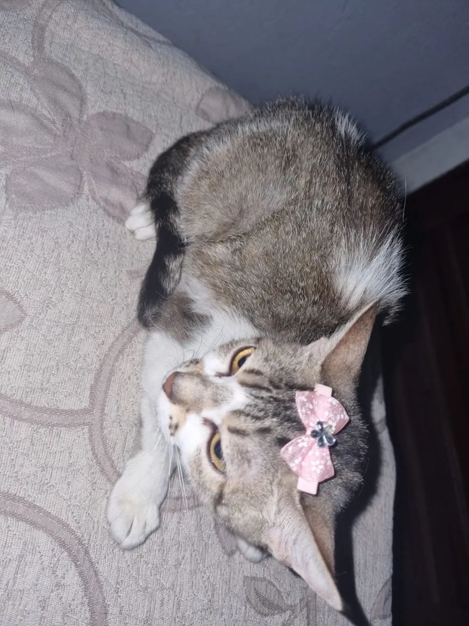 Doa-se gatinha 10 meses castrada  - Foto 4