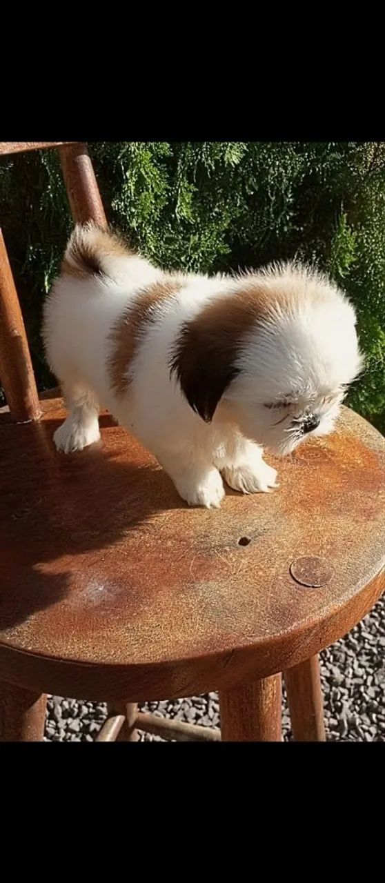 Shihtzu fêmea Micro  - Foto 3