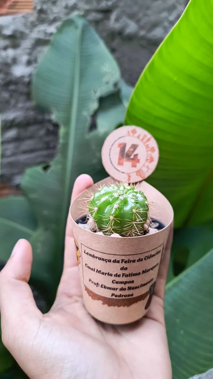 Lembrancinhas de cactos e suculentas  - Foto 2