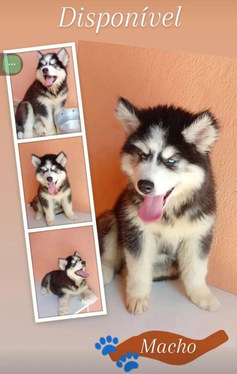 Husky siberiano macho disponível 