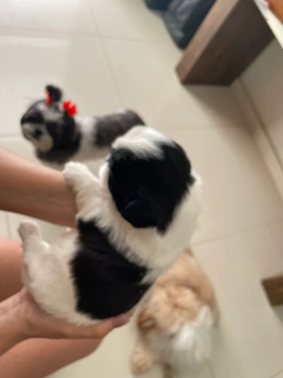 Cachorro Shih Tzu MACHO  - Foto 5