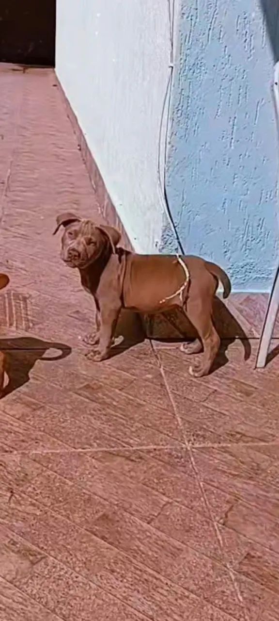 American pitmonster lilac - Foto 4