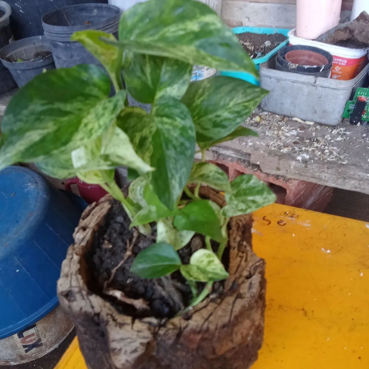 Plantas  - Foto 5