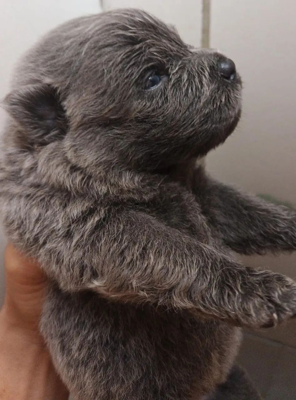 Vendo filhote de cachorro chow-chow - Foto 3