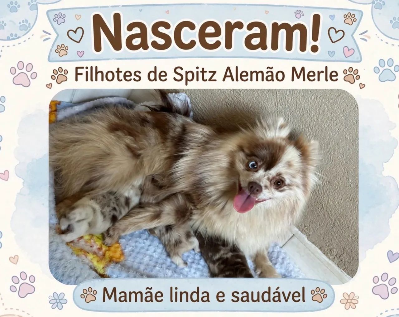 Filhote de spitz alemão 