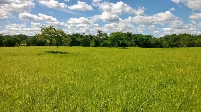 Fazenda em FORMOSA - GO, p/ Pecuária - Foto 20