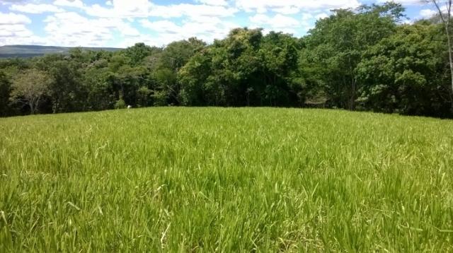 Fazenda em FORMOSA - GO, p/ Pecuária - Foto 3