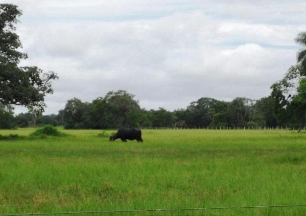 Fazenda em POCONÉ - MT, Pastagens p/ 30.000 cabeças - Foto 2
