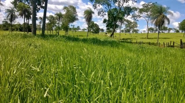 Fazenda em FORMOSA - GO, p/ Pecuária - Foto 12