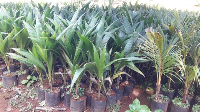 Plantas frutiferas e ornamentais