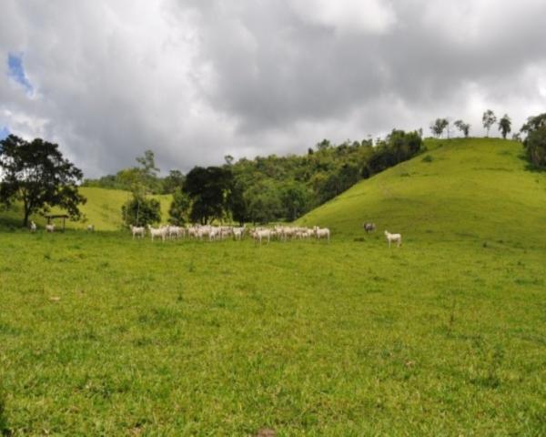 FAZENDA A VENDA EM MINAS GERAIS TEÓFILO OTONI PECUÁRIA CRIA RECRIA ENGORDA CONFINAMENTO (4