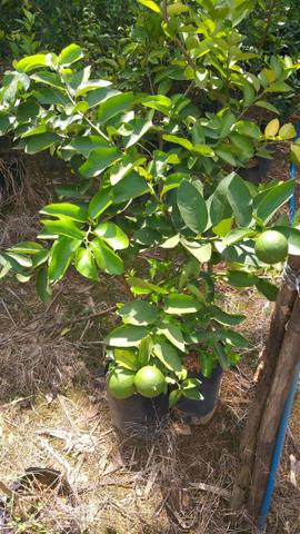 Diversas mudas e plantas - Foto 6