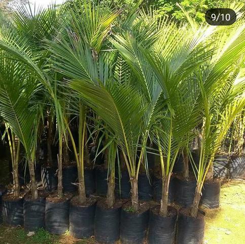 Diversas mudas e plantas - Foto 2