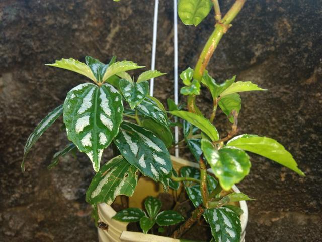 Plantas - Foto 2