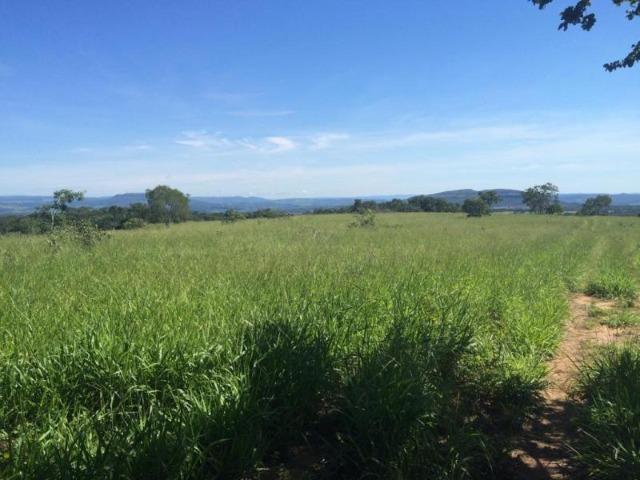 100 Alq. Planta 20 Vermelha Formada Montada Represa na Porta Iporá GO - Foto 10