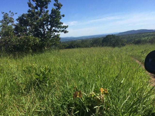 100 Alq. Planta 20 Vermelha Formada Montada Represa na Porta Iporá GO - Foto 16