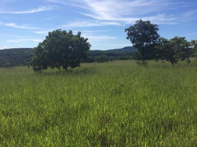 100 Alq. Planta 20 Vermelha Formada Montada Represa na Porta Iporá GO - Foto 13