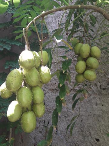 Mudas de cajarana anão original - Foto 5