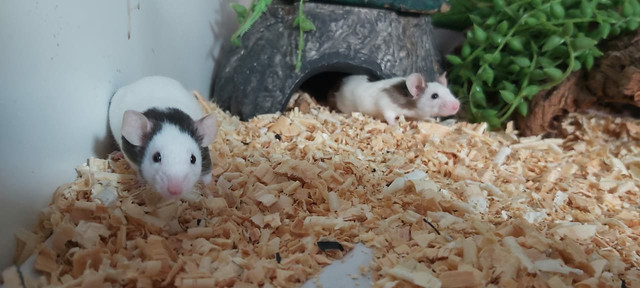 Camundongos - Foto 4