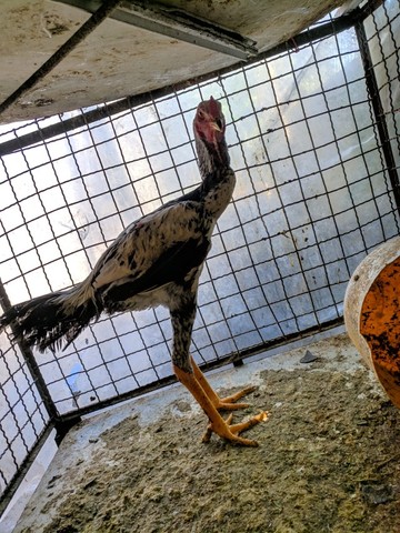 Galinha caipira, Galo gigante e ovos - Foto 5