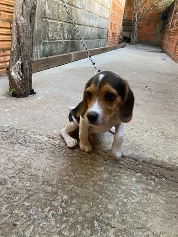 Beagle tricolor - 3 meses - Foto 3